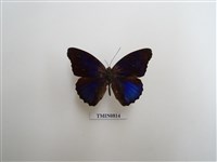 藏品(蛺蝶科-南美洲(四))的圖片